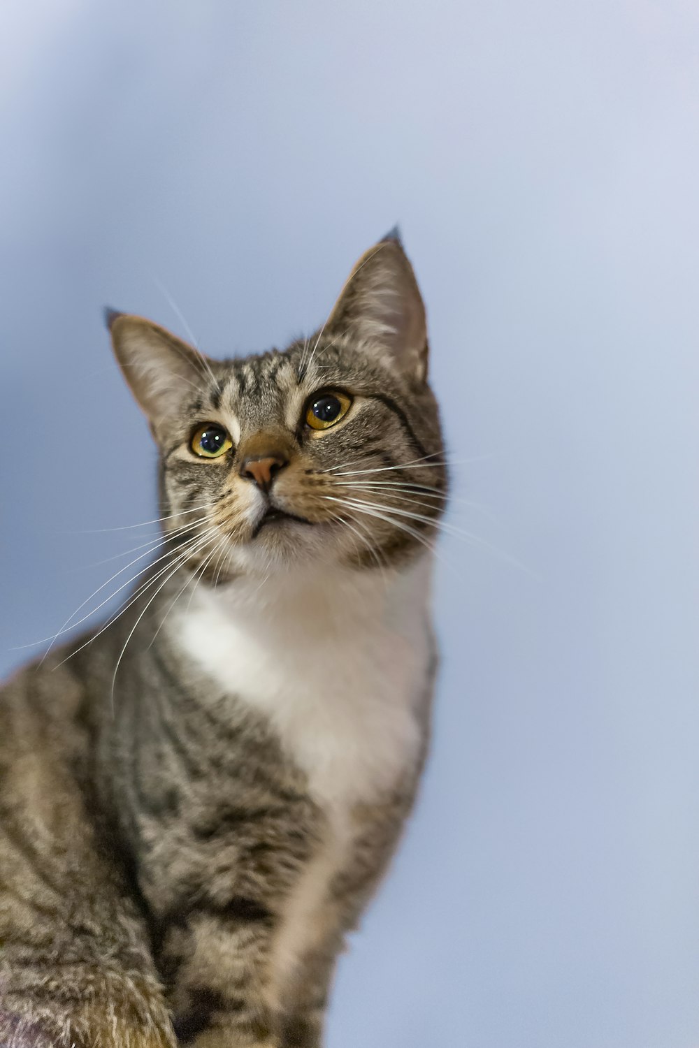 a gray and white cat sitting on top of a rock