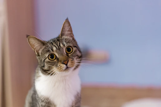 a grey and white cat sitting on top of a wooden floor