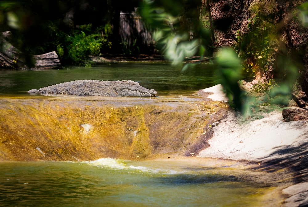 a large alligator sitting on top of a rock next to a river