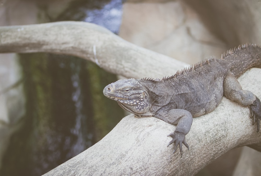 a lizard is sitting on a tree branch