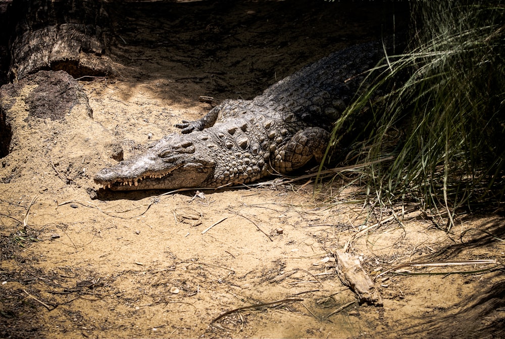 a large crocodile laying on top of a dirt field