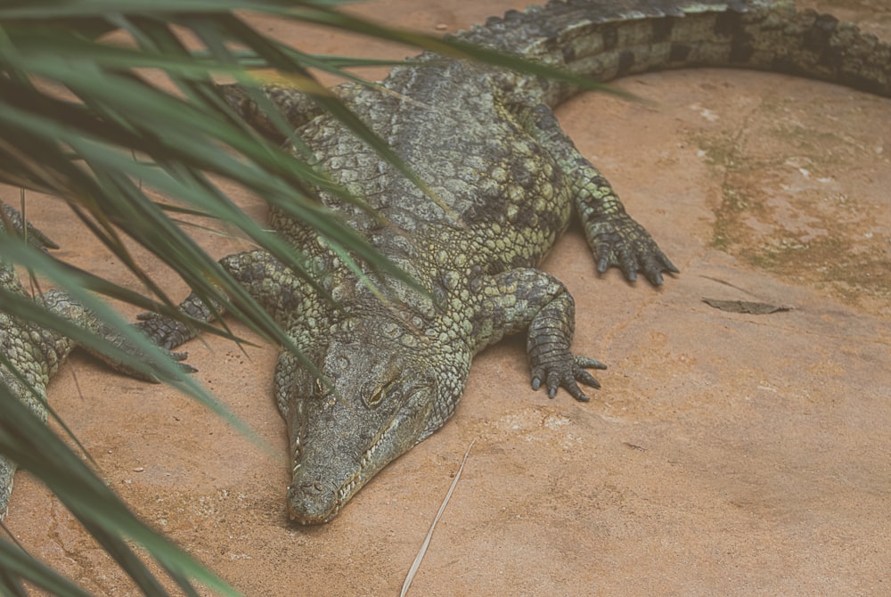 a close up of a large alligator laying on a rock