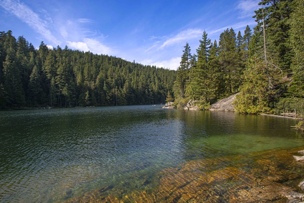 a large body of water surrounded by trees