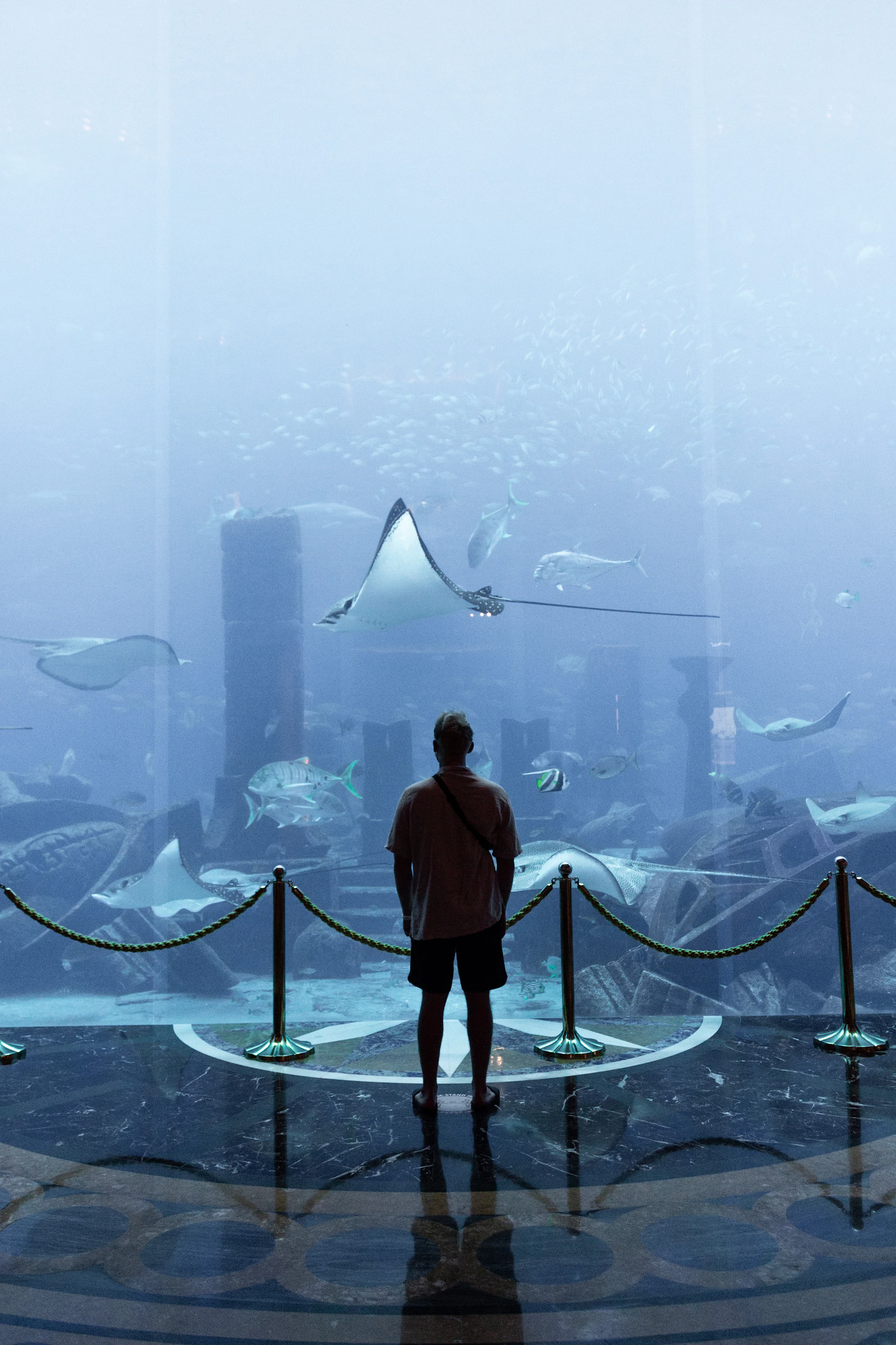 Visitor facing a large aquarium window with rays swimming over sunken ruins at Atlantis, The Palm