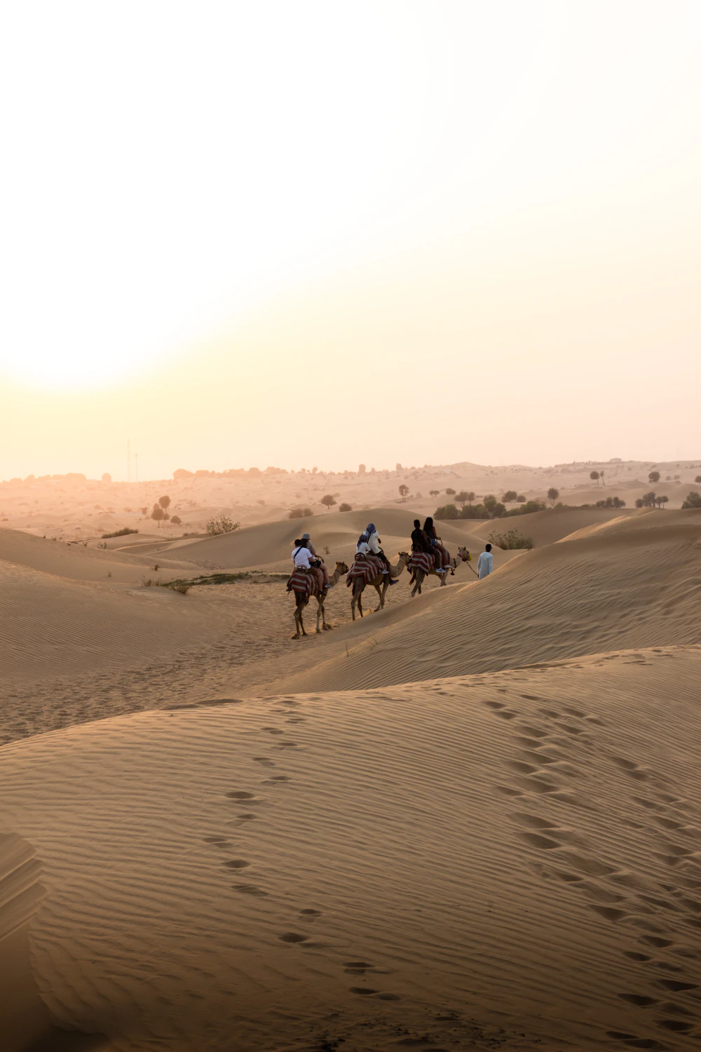Camel caravan in the Dubai desert