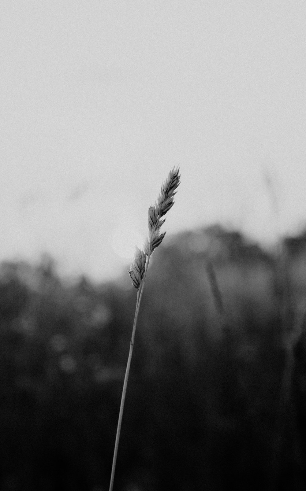 grayscale photo of wheat plant