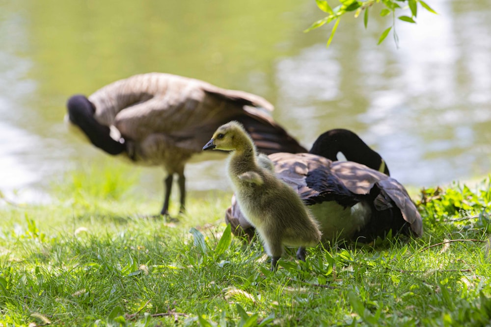 a duck and a duckling are by the water