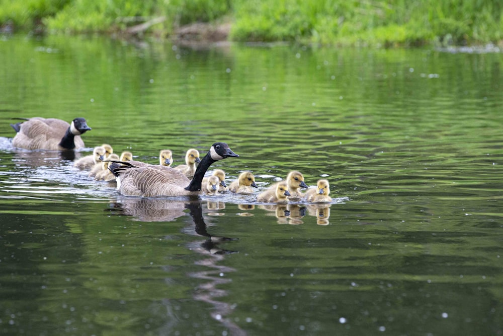 a family of geese swimming in a lake