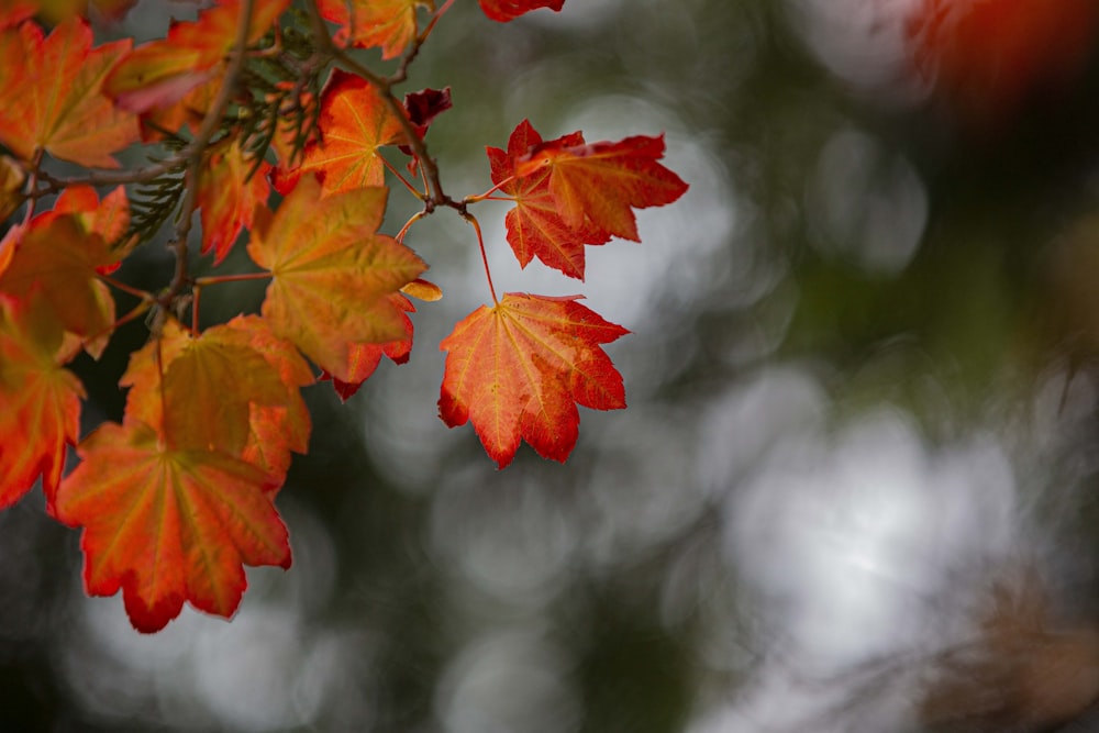 a branch with red and yellow leaves on it