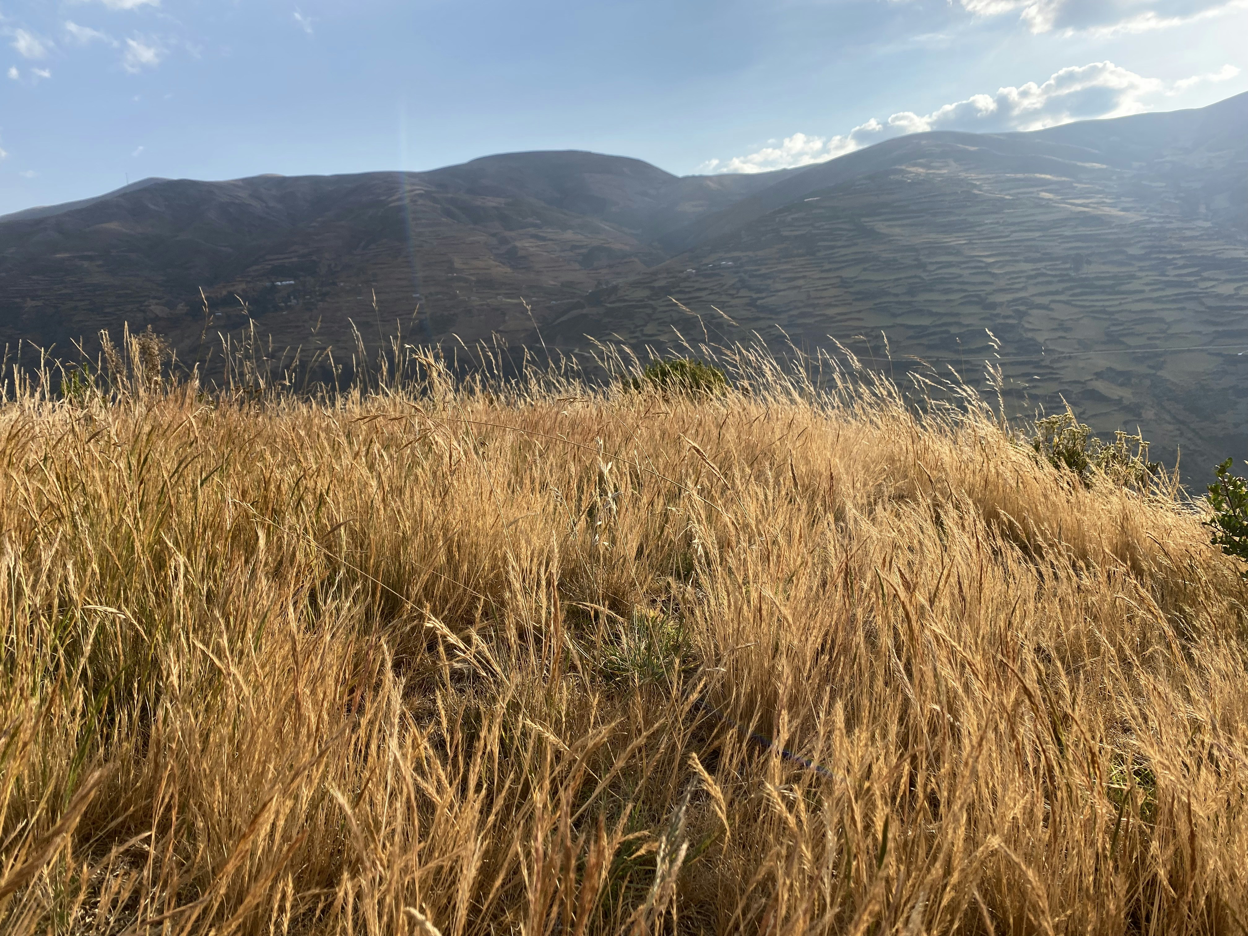 brown grass field near body of water during daytime