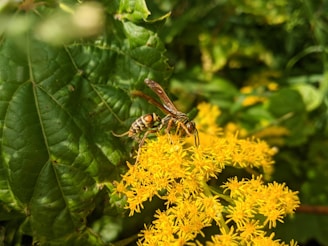 A wasp is perched on bright yellow flowers amidst lush green leaves in a natural setting.