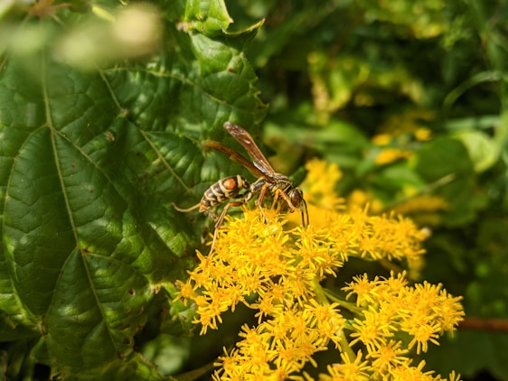A wasp is perched on bright yellow flowers amidst lush green leaves in a natural setting.