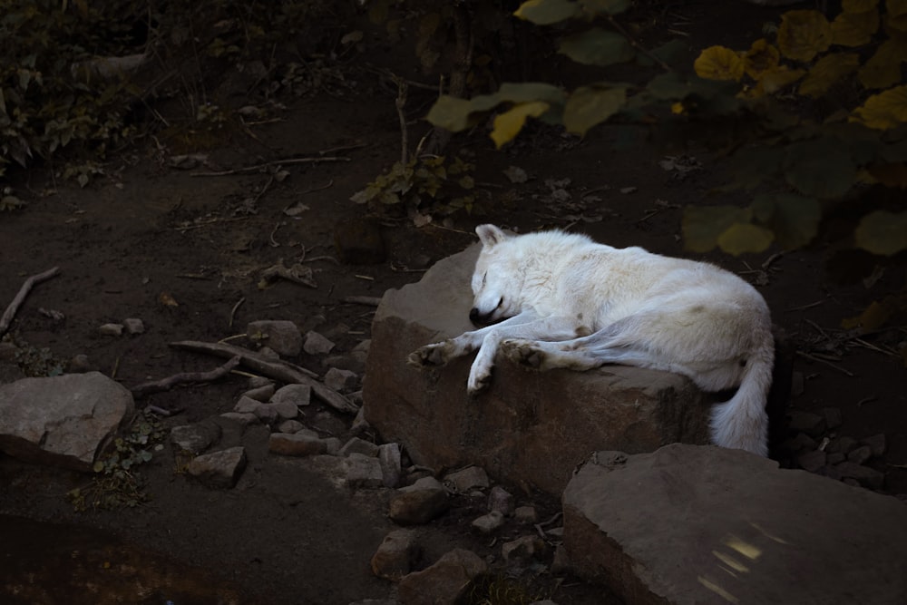 a white dog laying on top of a pile of rocks