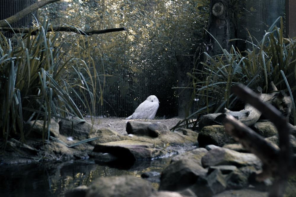 a white bird sitting on a rock in a pond