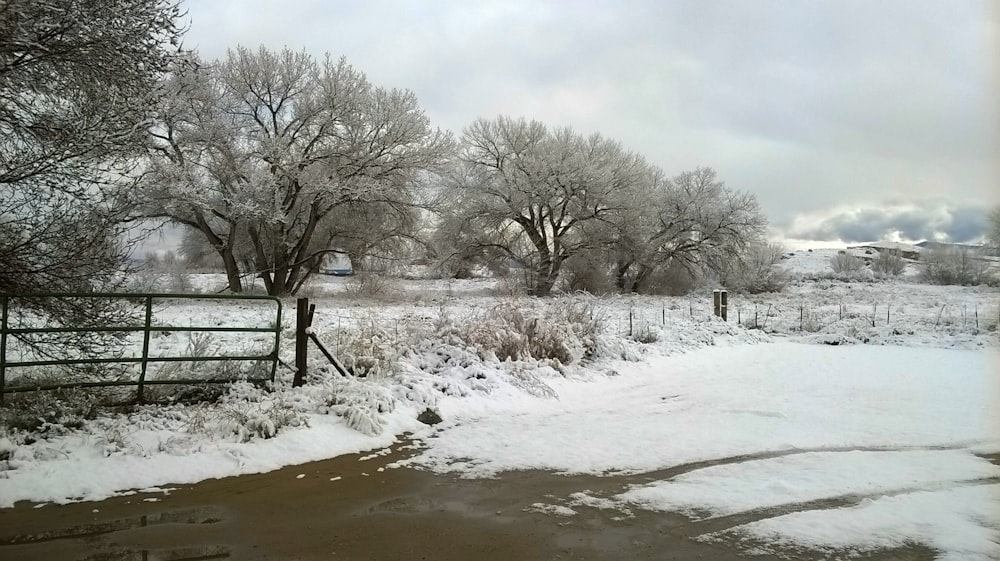 ein schneebedecktes Feld mit Bäumen und einem Zaun