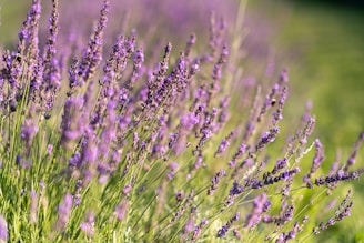 a field of lavender flowers in the sun