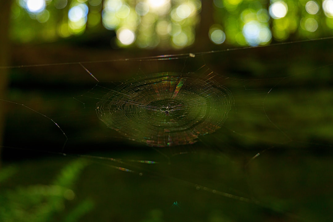 spider web on green leaf plant