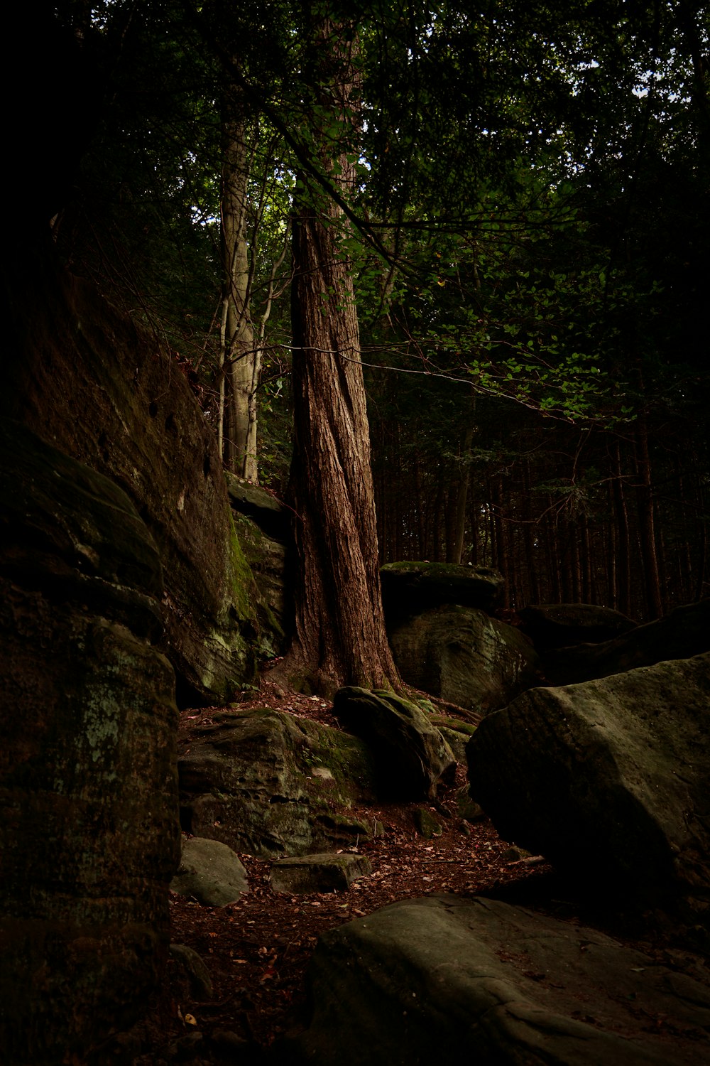 brown tree trunk on brown soil