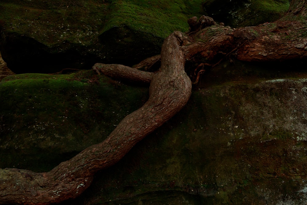 tronco marrom da árvore no musgo verde