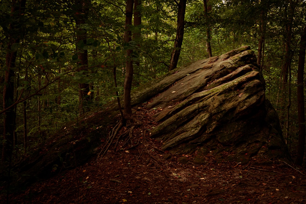 tronco marrom da árvore na floresta durante o dia