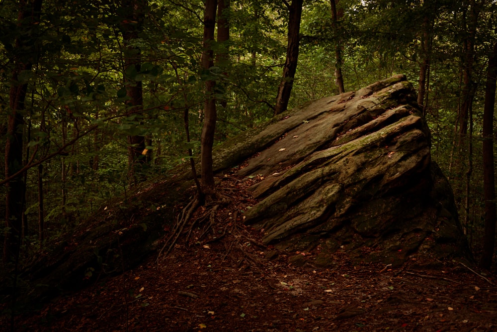 brown tree trunk in forest during daytime