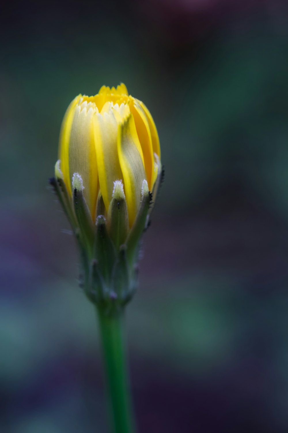 yellow flower in tilt shift lens