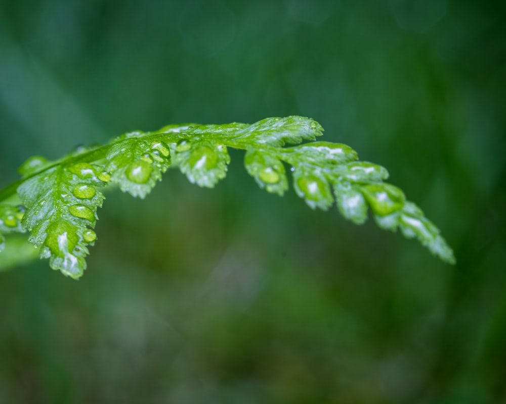 green leaf with water droplets