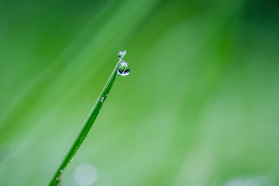water dew on green leaf