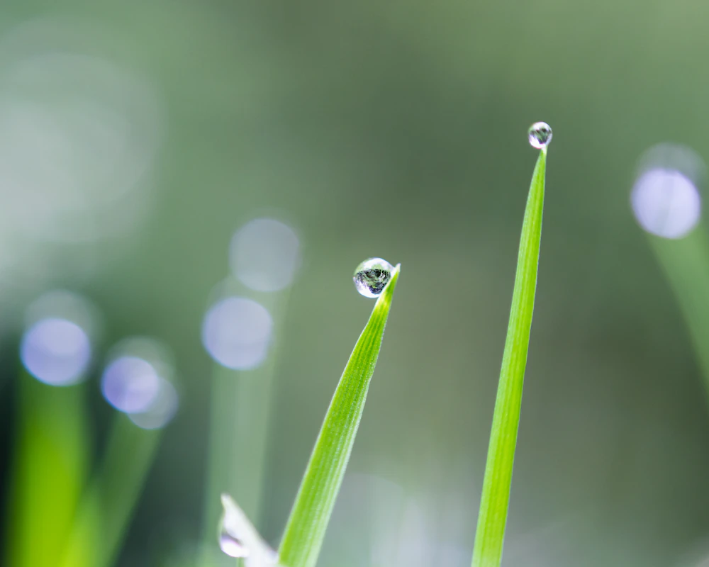 Gotas de agua de riego sobre pasto verde
