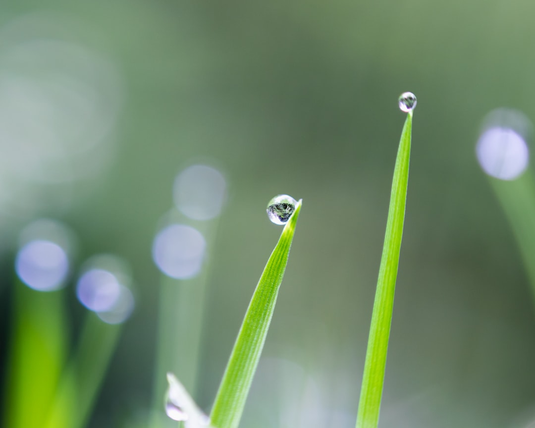 water droplets on green grass