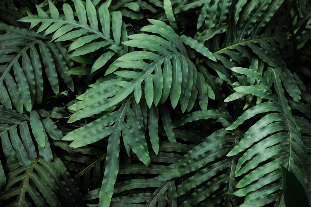 green leaves in close up photography