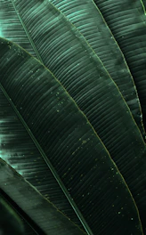 green banana leaf in close up photography