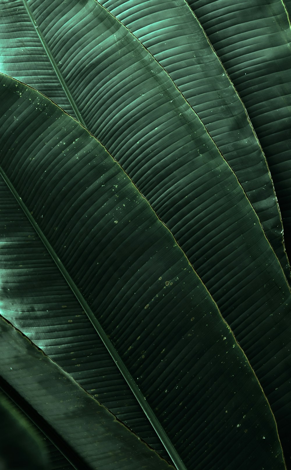 hoja de plátano verde en fotografía de primer plano