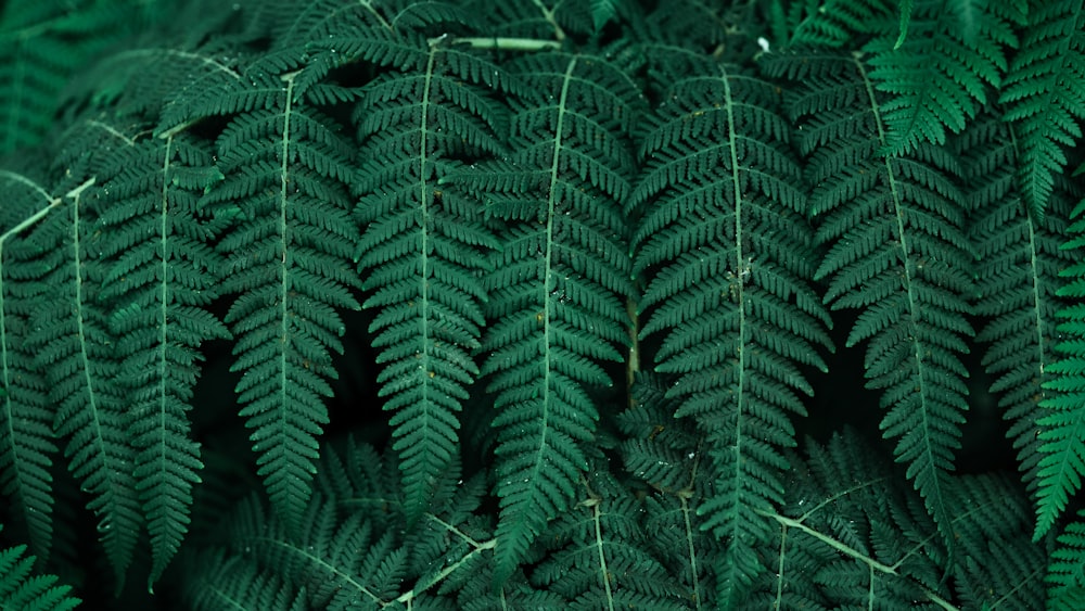 green fern plant during daytime