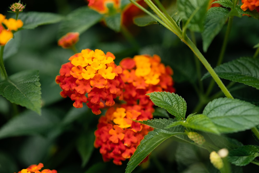 orange flower with green leaves