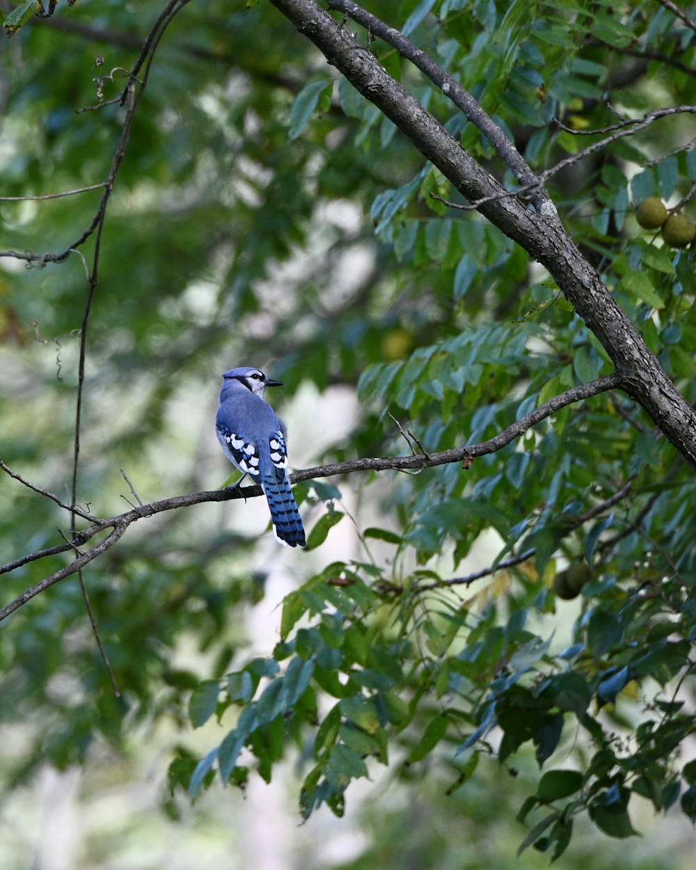 blue and white bird on tree branch during daytime