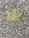 A single green maple leaf with water droplets is resting on a textured gray concrete surface. The leaf's veins are prominently visible, and the leaf appears slightly curled at the edges.