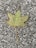 A single green maple leaf with water droplets is resting on a textured gray concrete surface. The leaf's veins are prominently visible, and the leaf appears slightly curled at the edges.