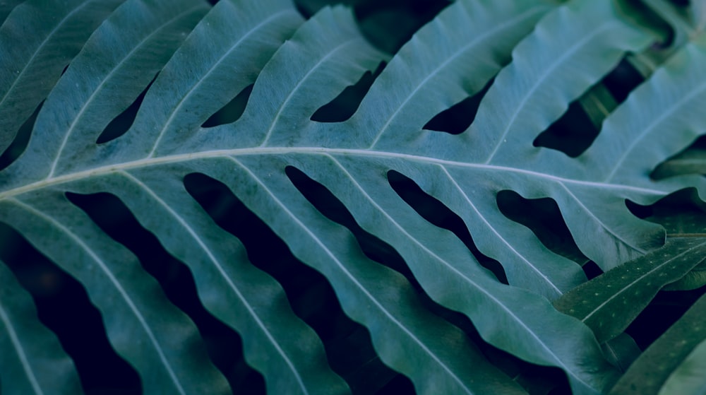 green leaf in close up photography