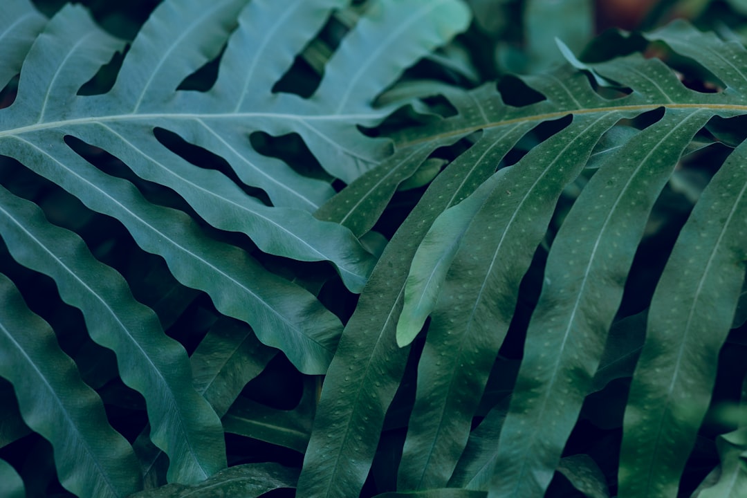 green leaf plant in close up photography