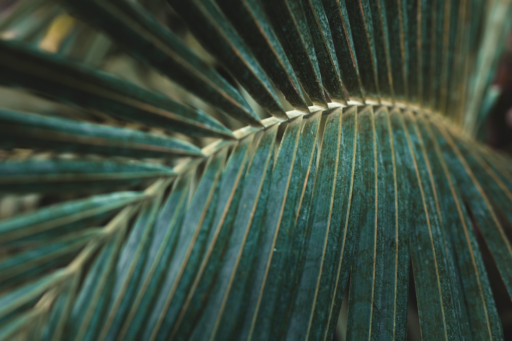 green leaf plant in close up photography