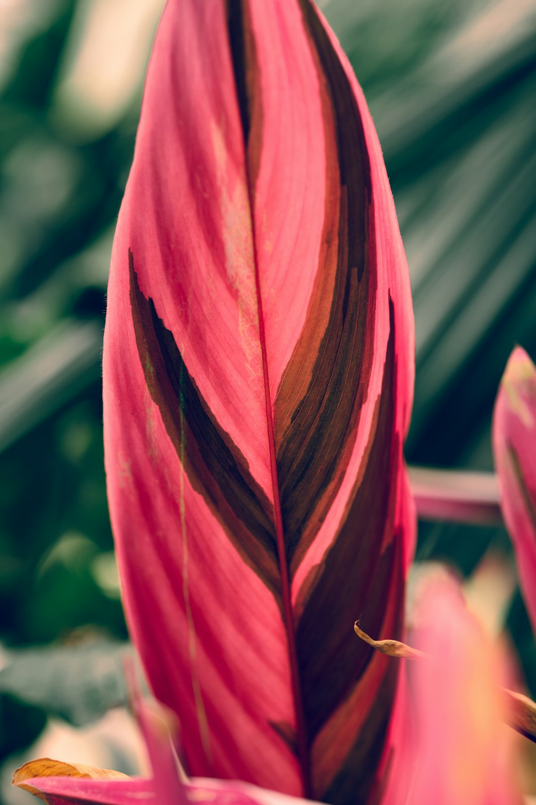 red tulip in bloom during daytime