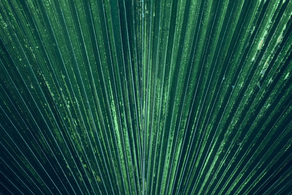 water droplets on green leaf