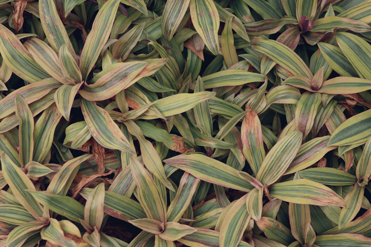 Dracaena Care India Corn Plant Marginata Lemon Lime