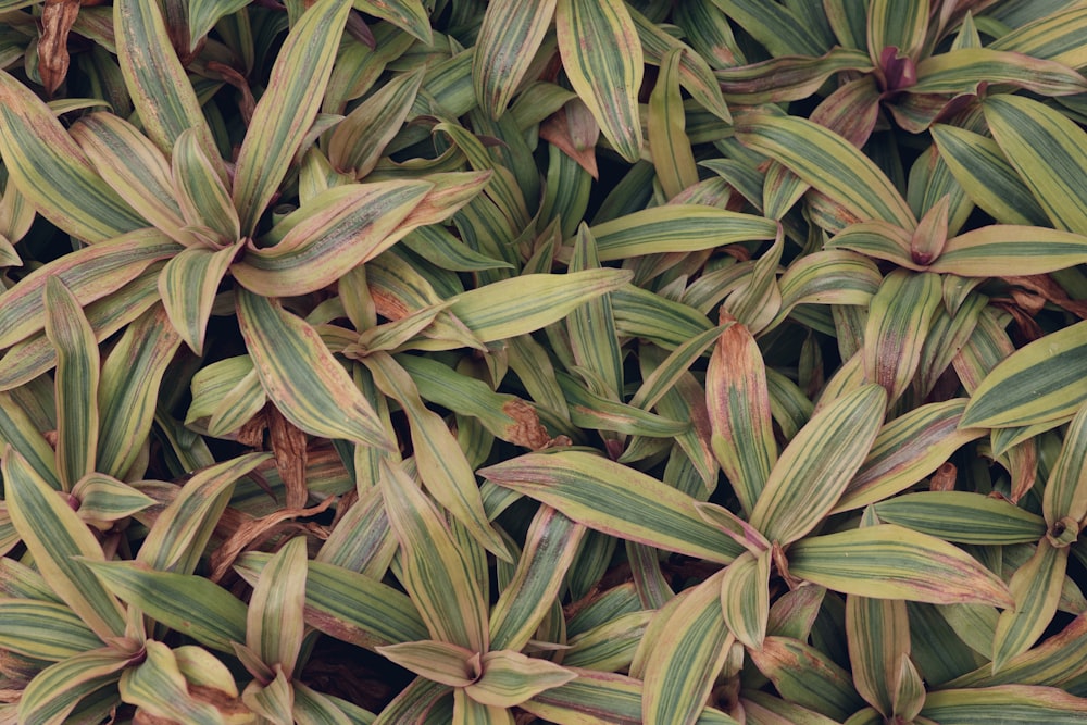 hojas verdes en suelo marrón