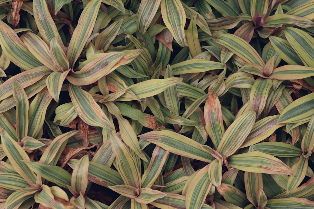 green leaves on brown soil