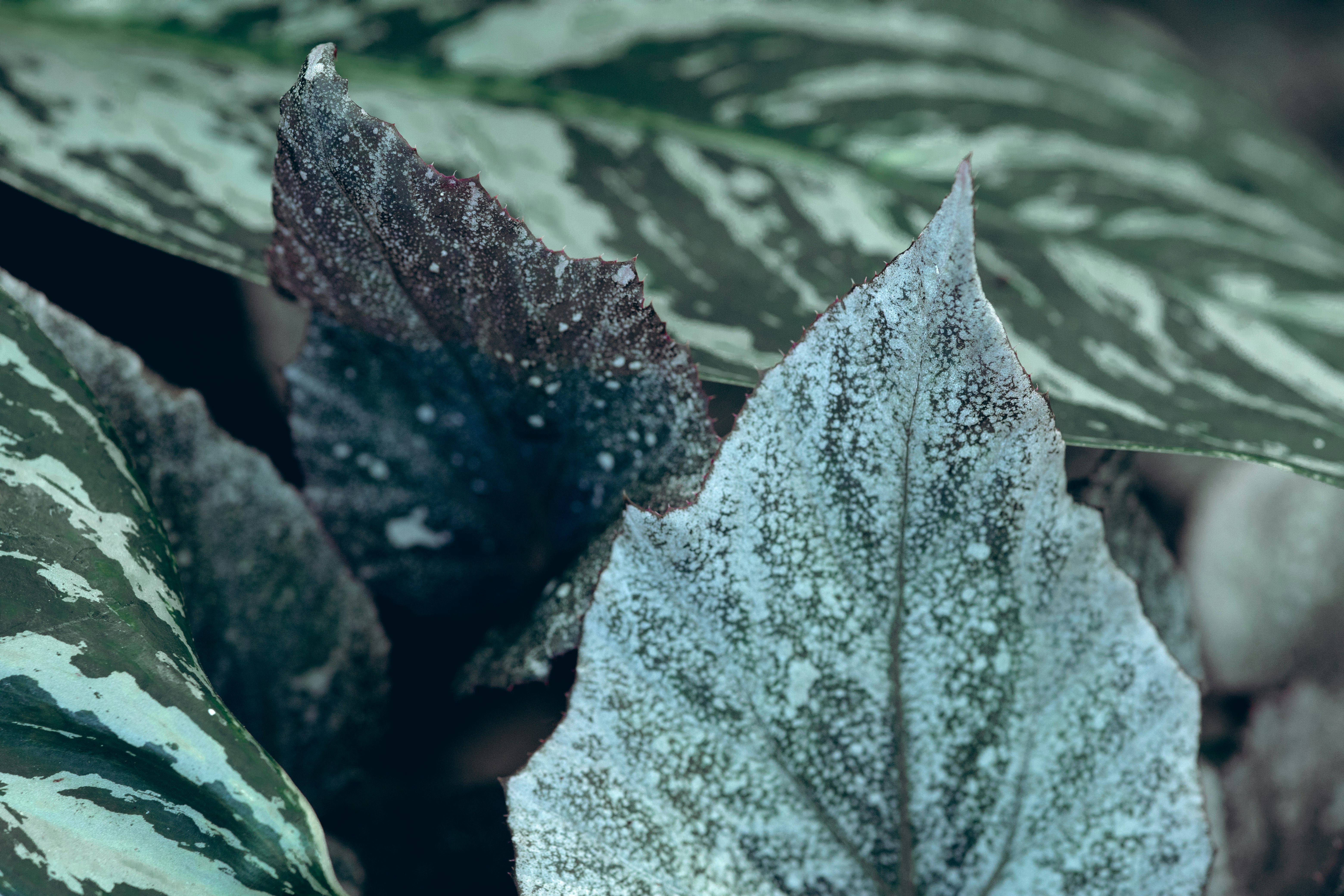 green and purple leaf plant