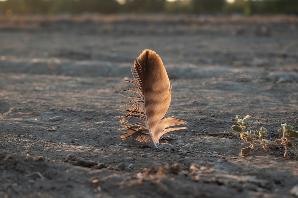 brown feather on gray sand