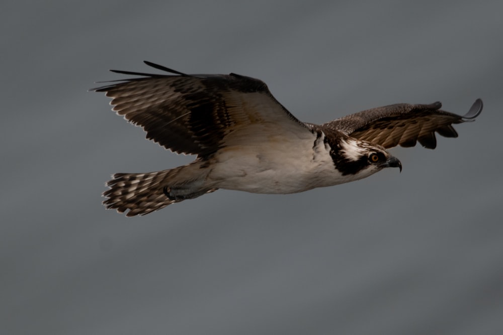 white and brown bird flying