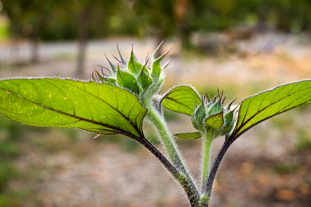 green plant in macro lens